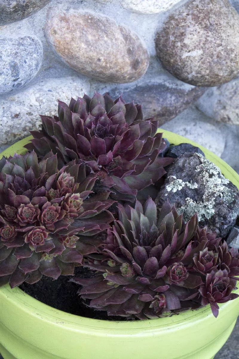 Royal Ruby Hens and Chicks
