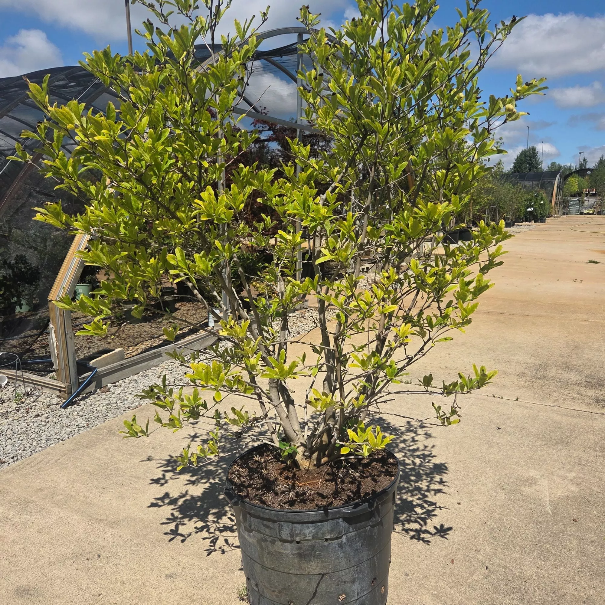 Royal Star Magnolia Tree - Magnolia stellata - Potted Tree (Multiple Sizes)