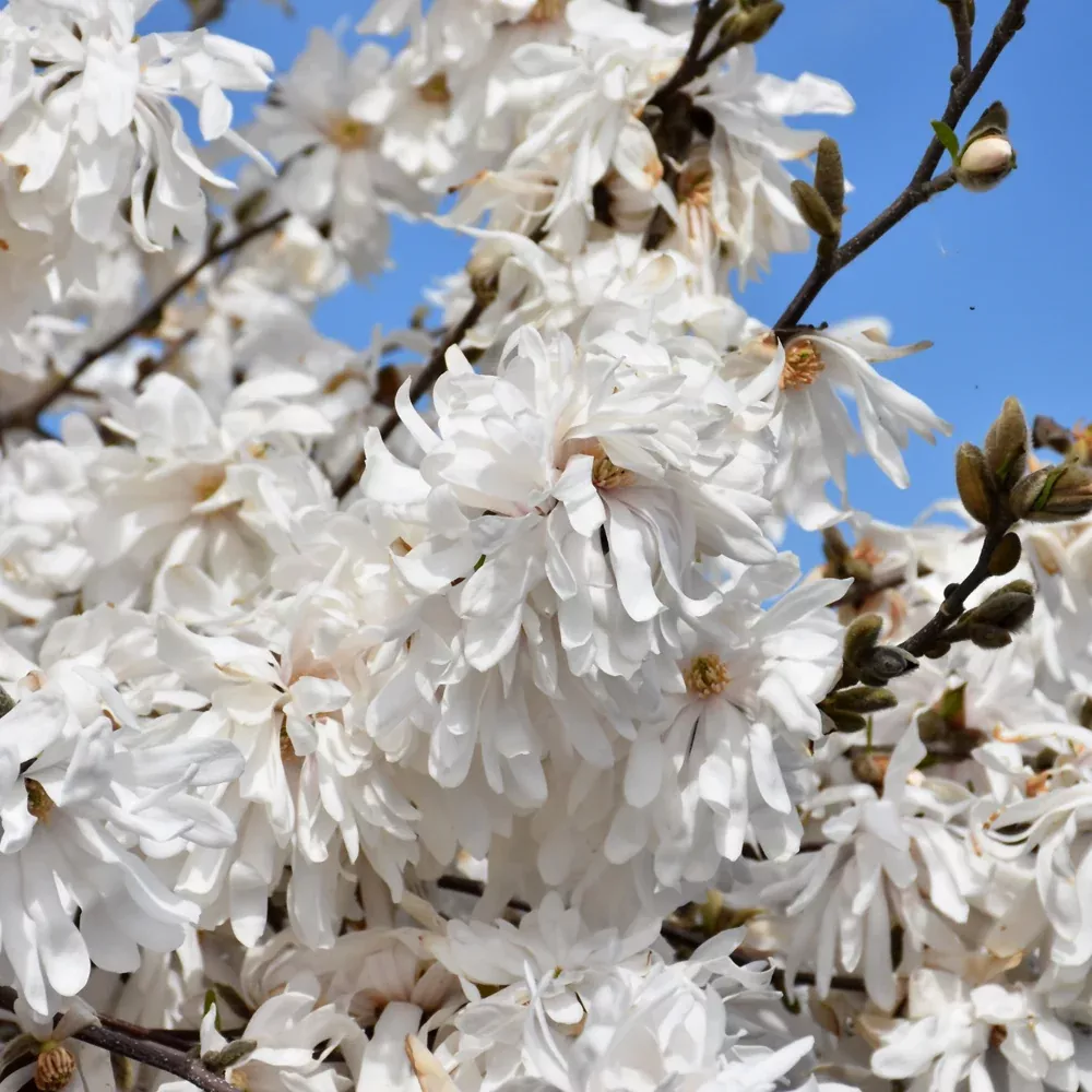 Royal Star Magnolia