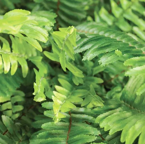 Royale PW - Kimberley Queen Fern - Sword Fern (PA)