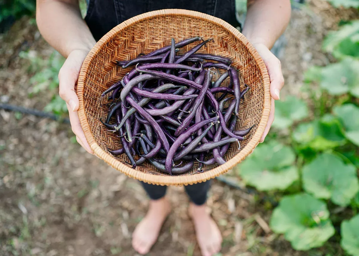 Royalty Purple Pod - Organic Bush Bean Seeds