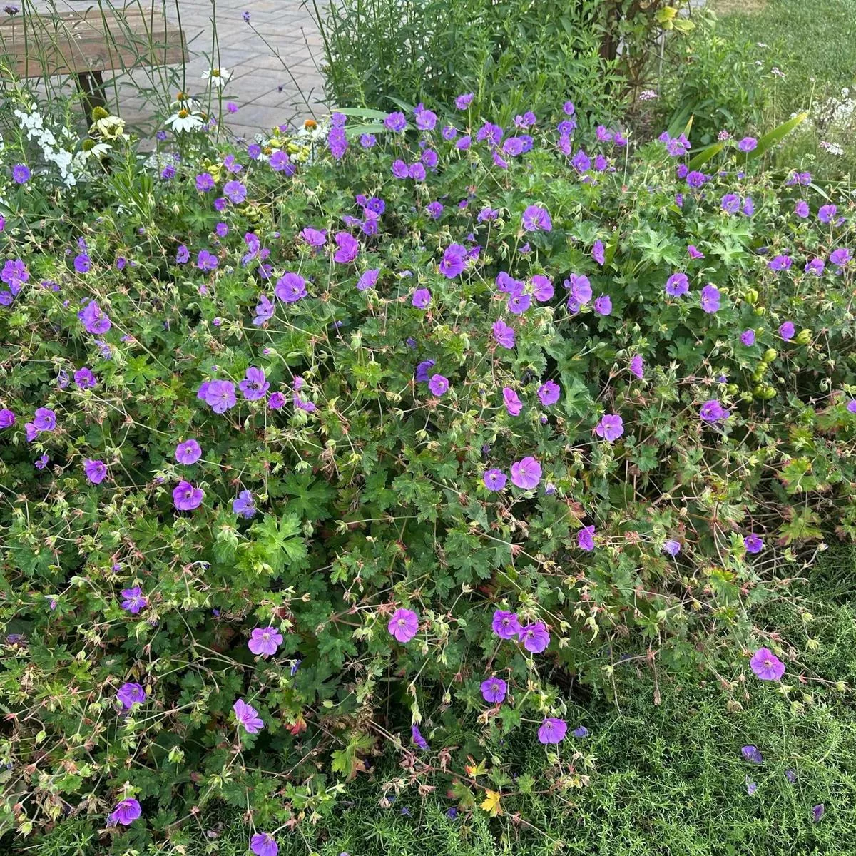 Rozanne Cranesbill Geranium