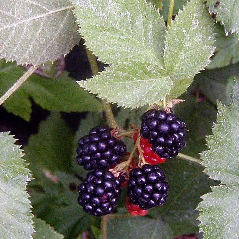 Rubus 'Black Satin'- Black Satin Blackberry