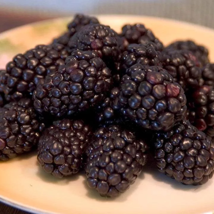 Rubus 'Bristol'- Bristol Black Raspberry