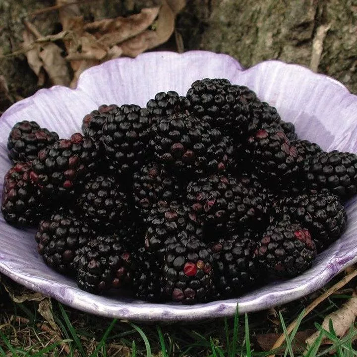 Rubus fruticosus 'Chester'- Chester Thornless Blackberry