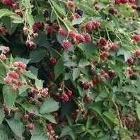 Rubus fruticosus 'Navaho'- Navaho Thornless Blackberry