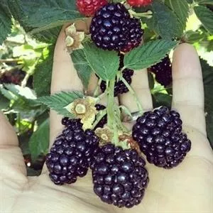 Rubus fruticosus 'Triple Crown'- Triple Crown Thornless Blackberry