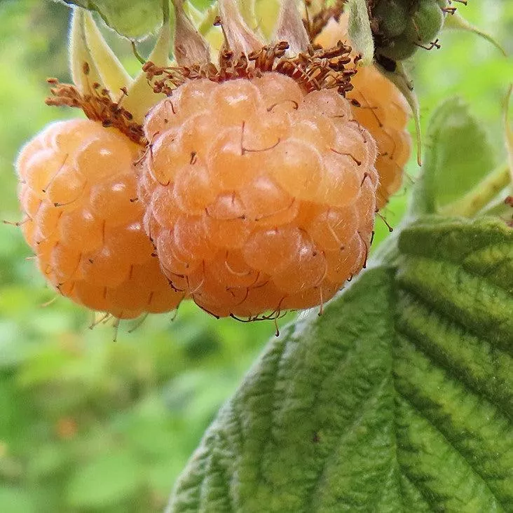 Rubus idaeus 'Anne'- Anne Raspberry
