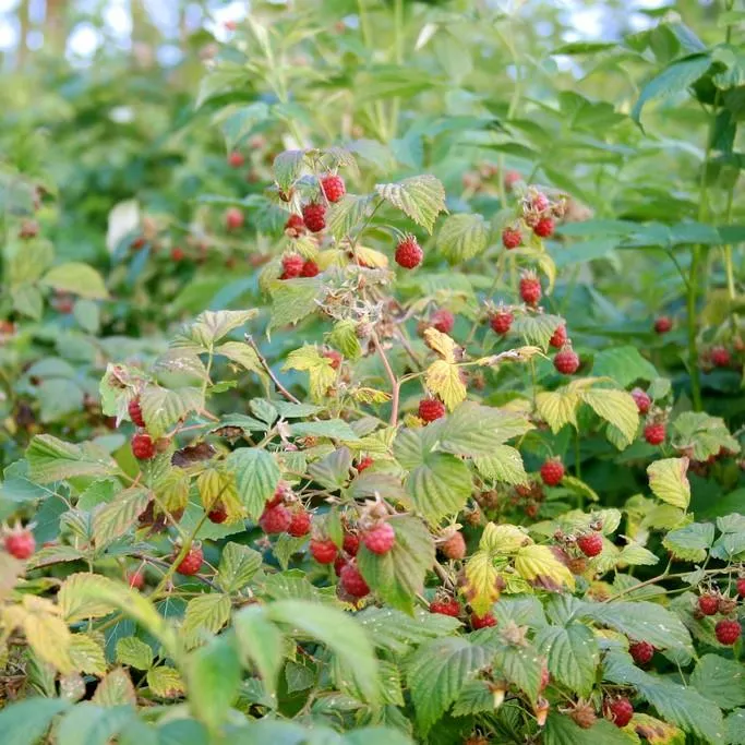 Rubus idaeus 'Caroline' PP10412- Caroline Raspberry