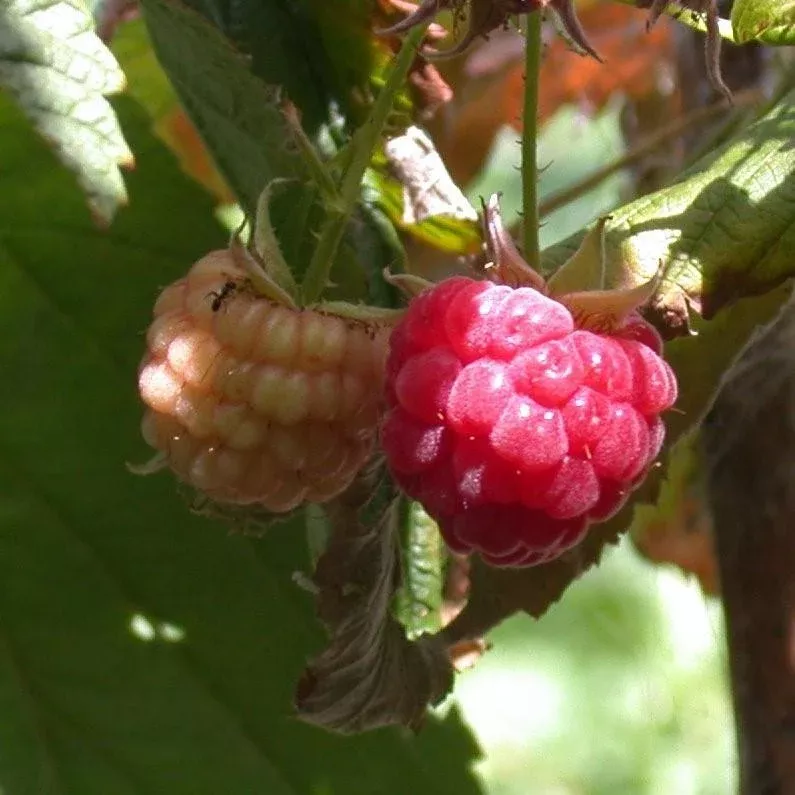 Rubus idaeus 'Heritage'- Heritage Everbearing Raspberry