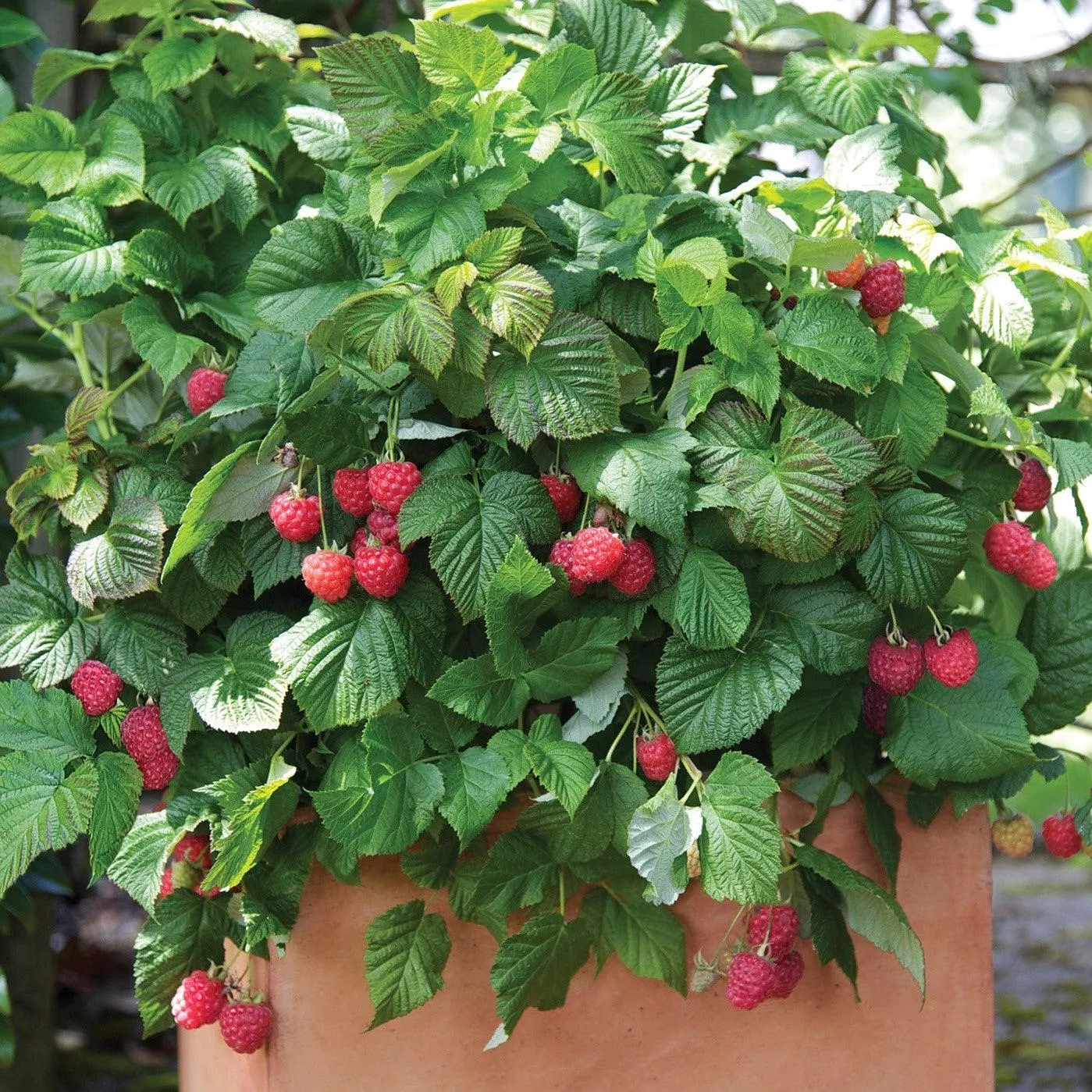 Rubus idaeus 'NR7'- Shortcake Raspberry