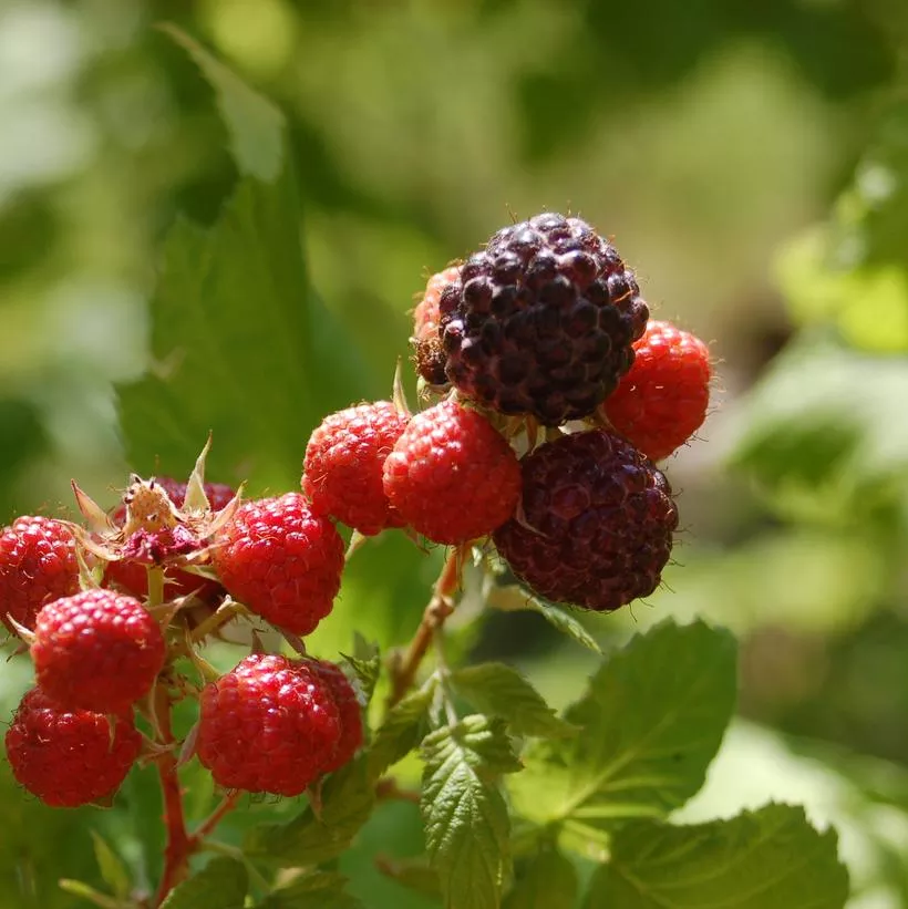 Rubus occidentalis 'Jewel'- Jewel Black Raspberry