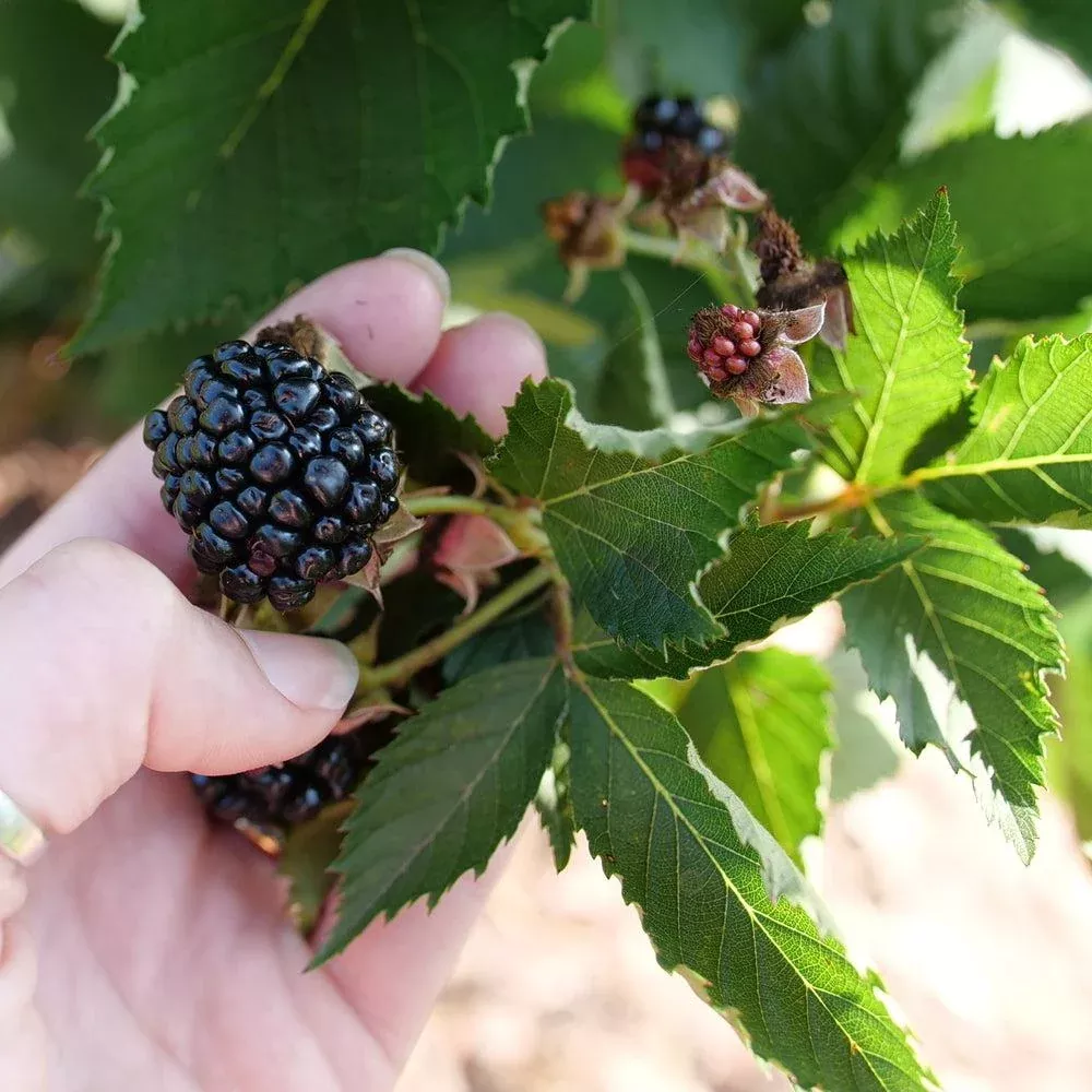 Rubus 'Ponca' PP33330- Taste of Heaven™ Thornless Blackberry