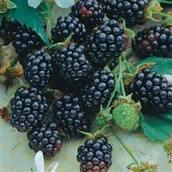 Rubus TRIPLE CROWNRUBUS BLACKBERRY FLORICANE THORNLESS ZONE 5