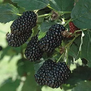 Rubus x ''APF-153T' PP#26,990- Prime-Ark Freedom Thornless Blackberry