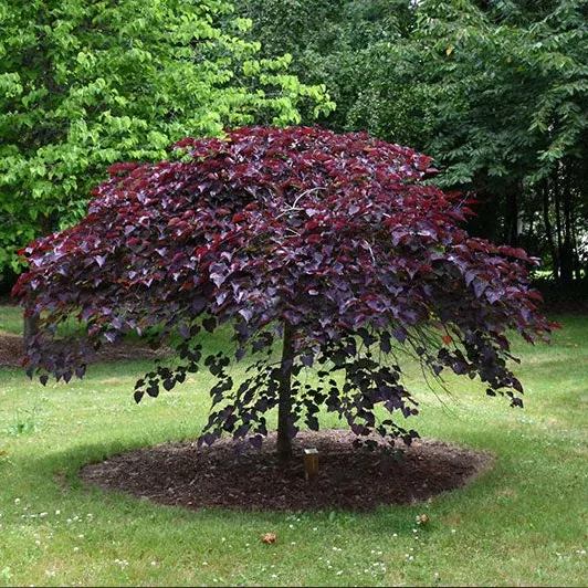 Ruby Falls Redbud - Cercis canadensis - Ball & Burlap Tree (Multiple Sizes)