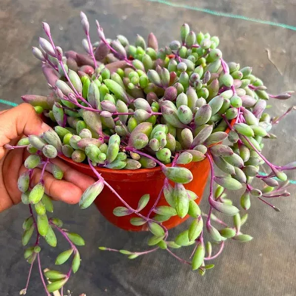 Ruby Necklace