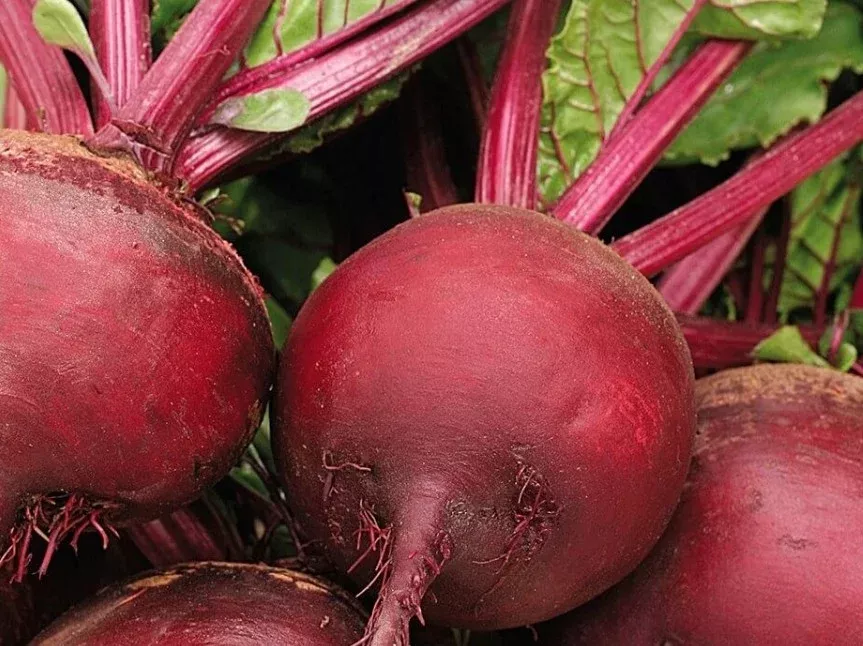 Ruby Queen Beet (1956)