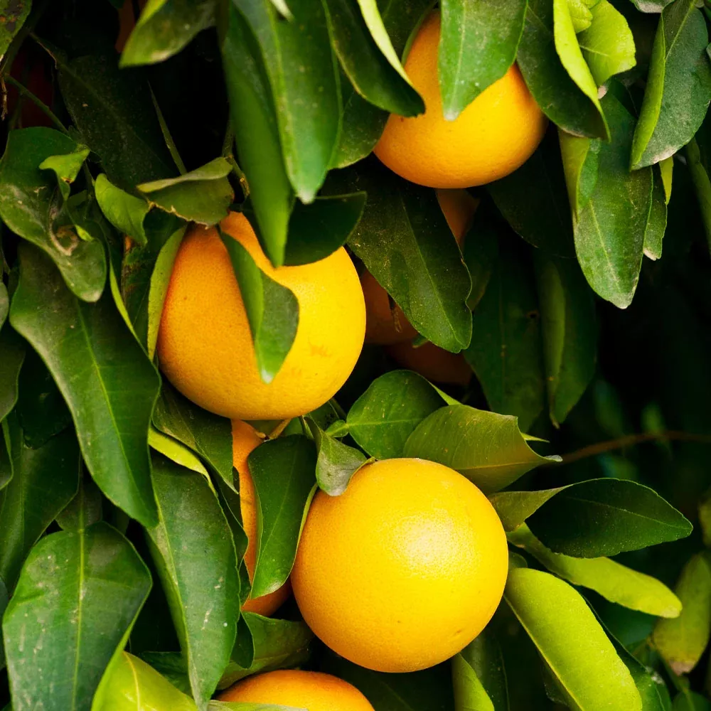 Ruby Red Grapefruit Tree
