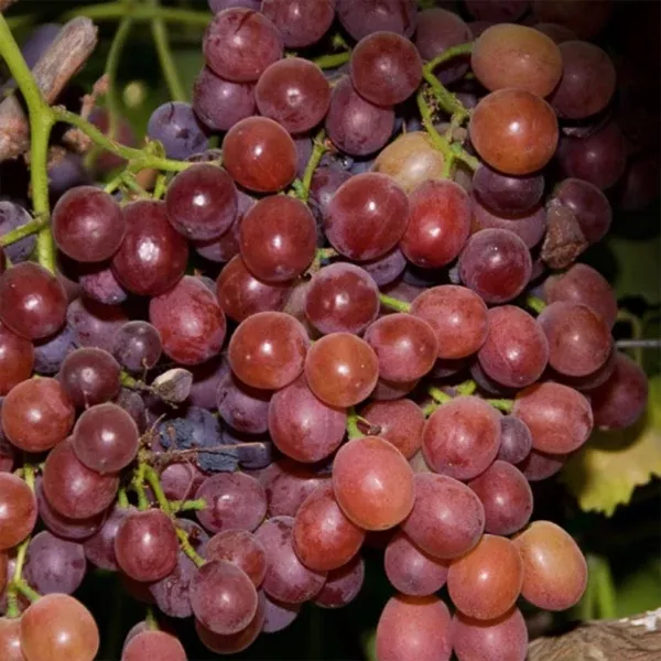 Ruby Seedless Grape