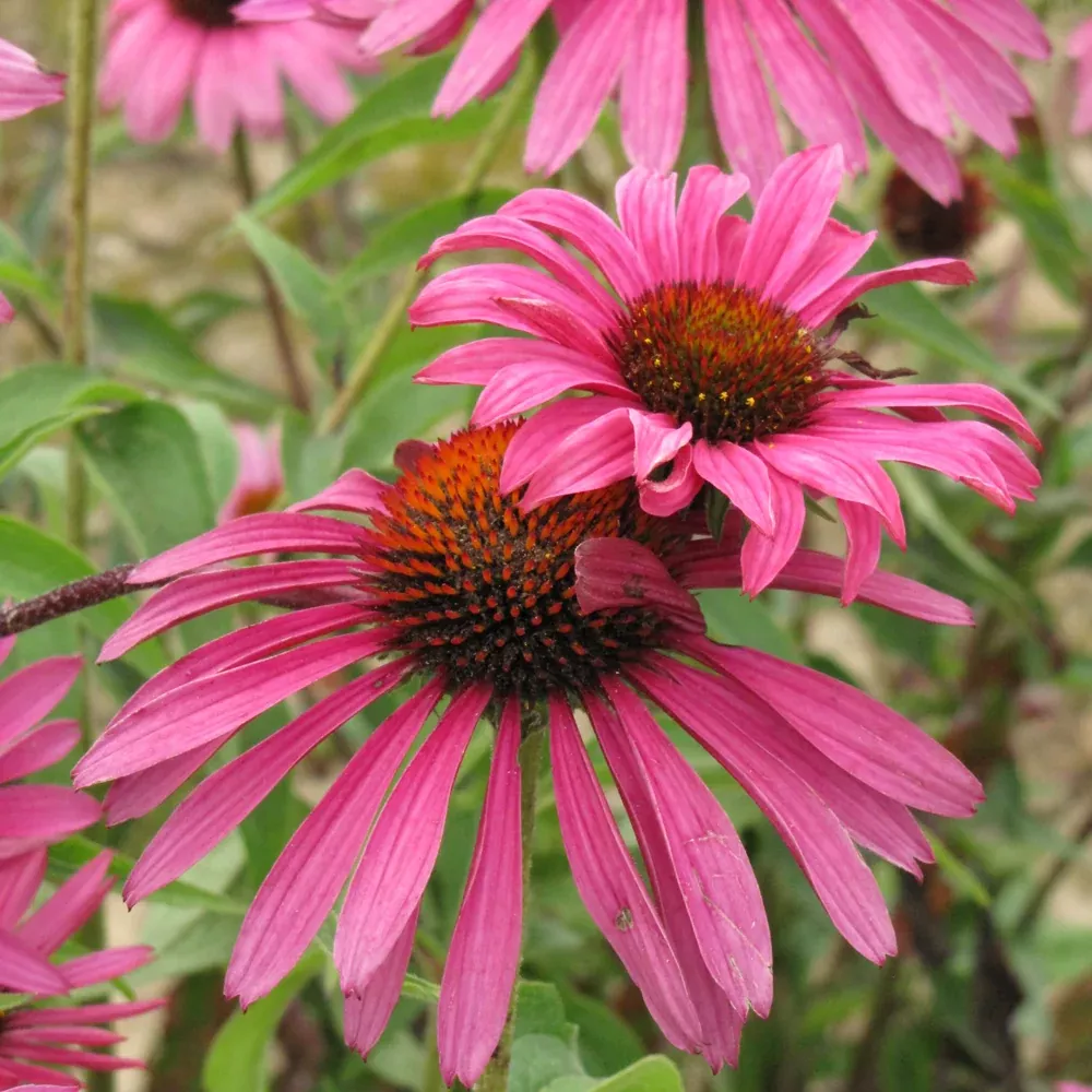 Ruby Star Coneflower