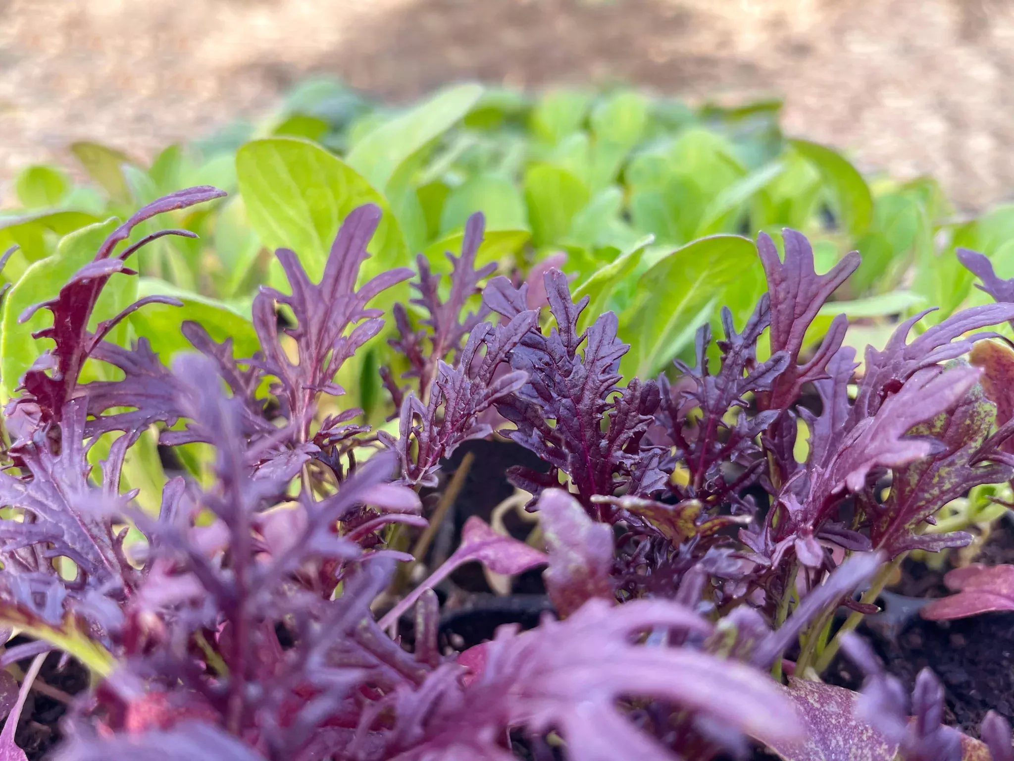 Ruby Streaks Organic Mustard Greens Seeds