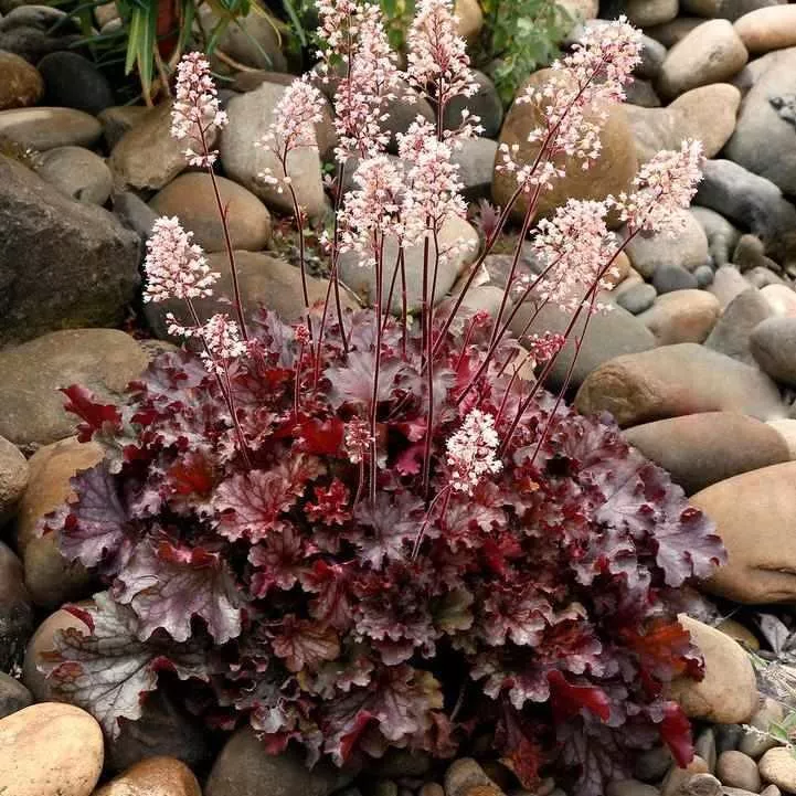Ruby Tuesday Coral Bells