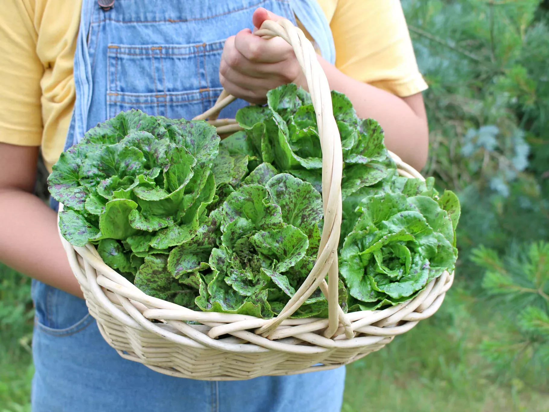 Ruby Zoisite Organic Lettuce Seeds