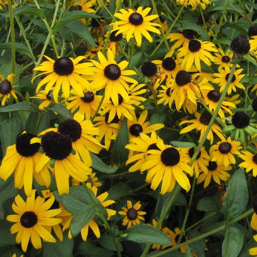 Rudbeckia 'American Gold Rush'- American Gold Rush Black-Eyed Susan