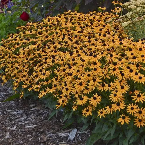 Rudbeckia fulgida 'Little Goldstar'- Little Goldstar Black-Eyed Susan