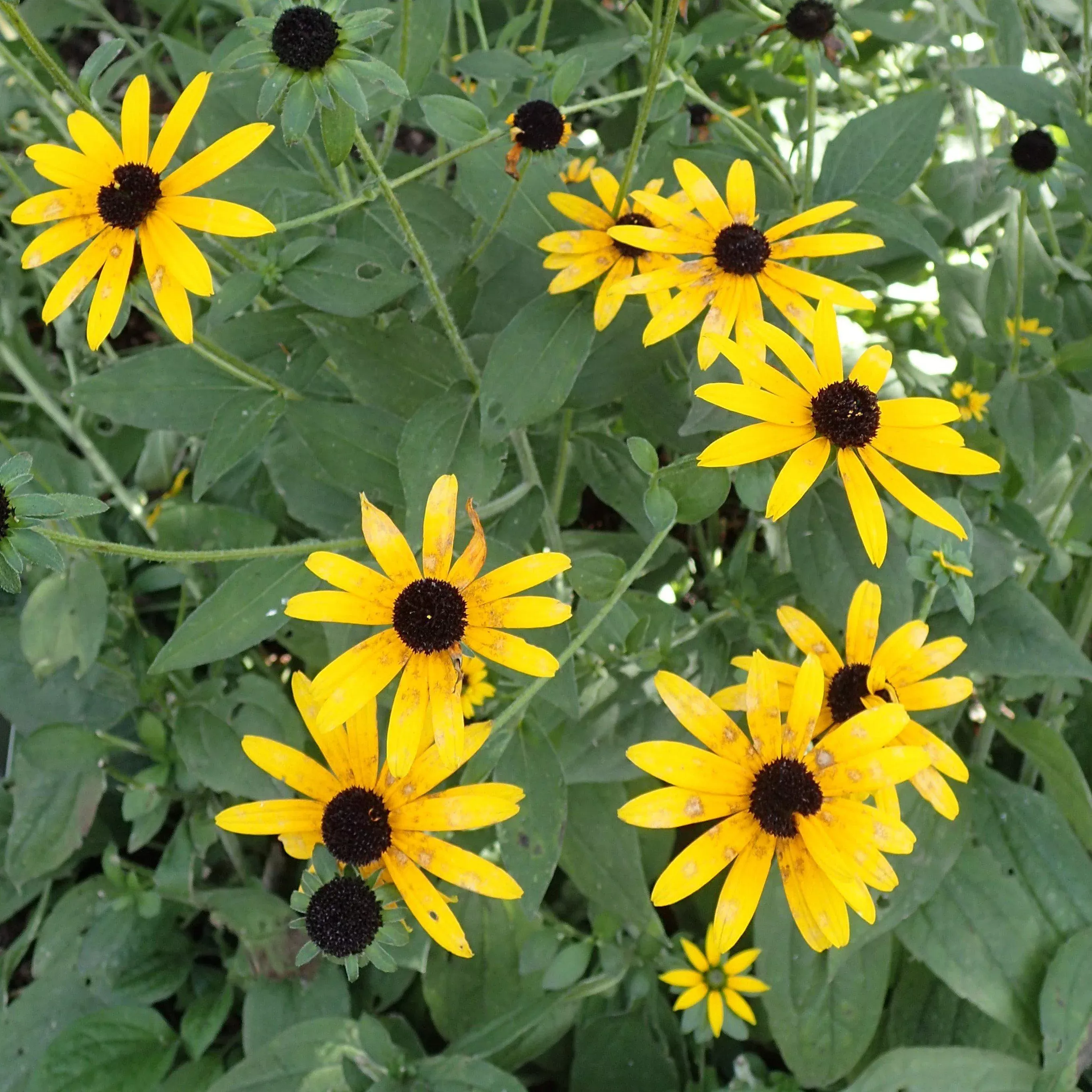 Rudbeckia fulgida var. deamii- Deam's Black-Eyed Susan