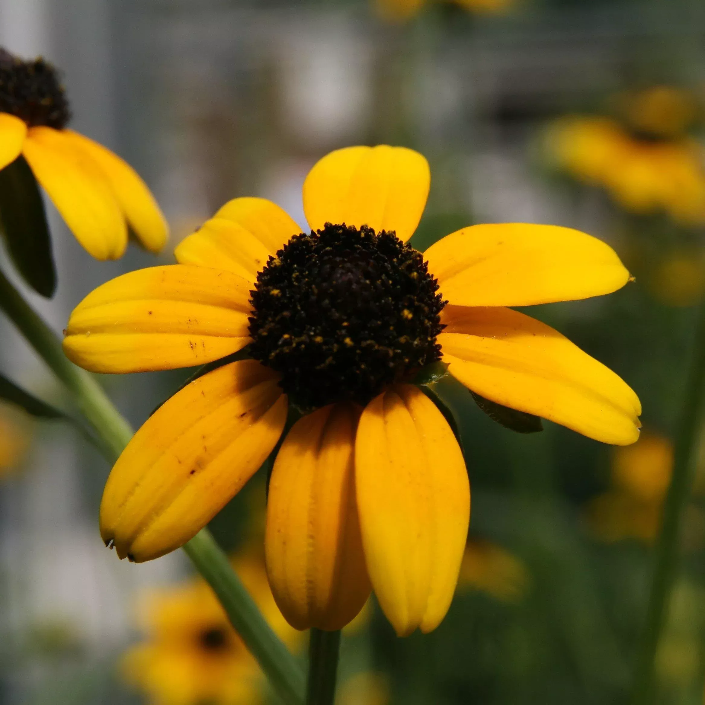 Rudbeckia fulgida var. fulgida- Black-Eyed Susan