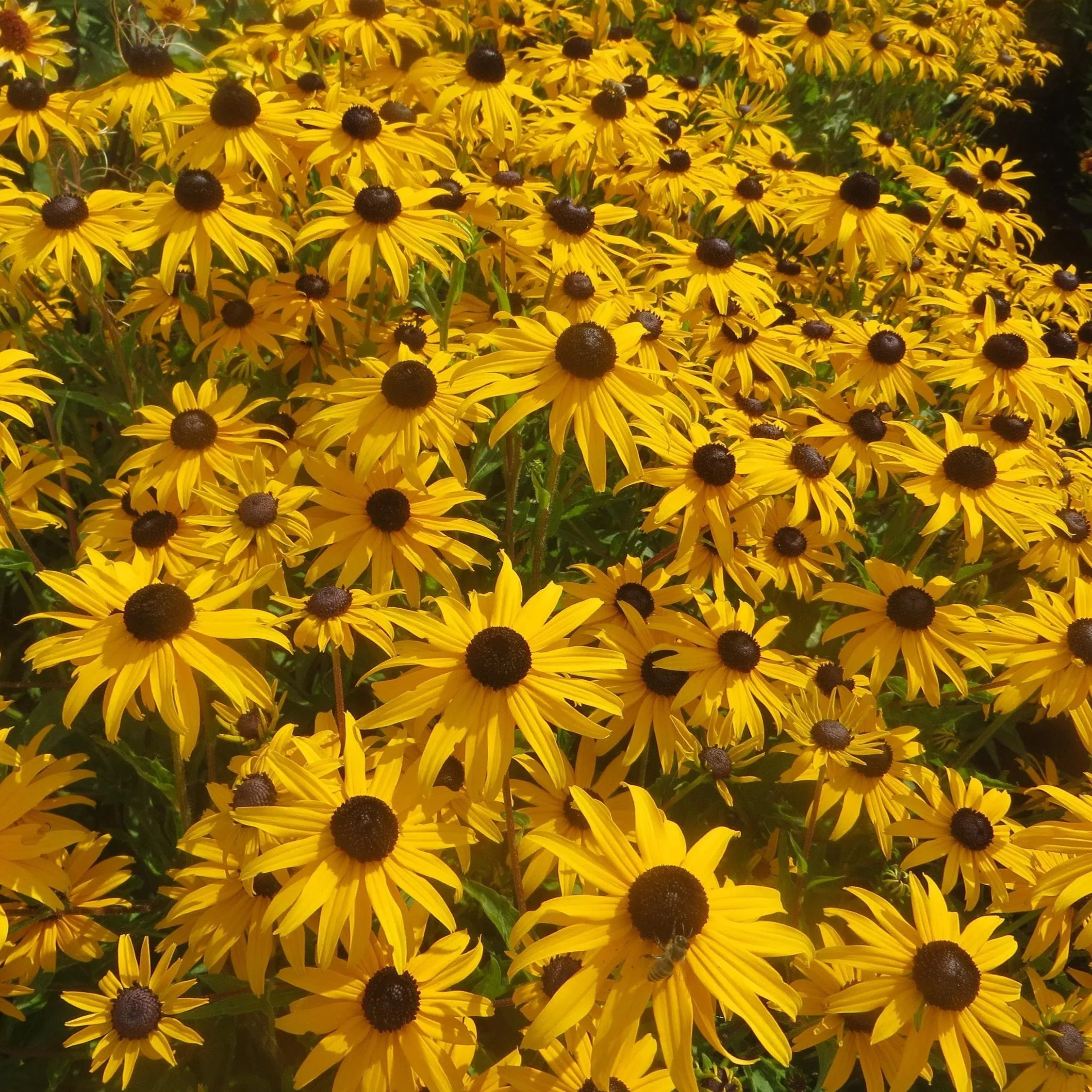Rudbeckia fulgida var. sullivantii 'Gold Blitz'- Gold Blitz Black-Eyed Susan