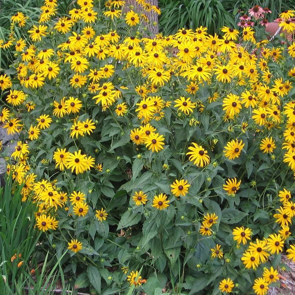 Rudbeckia hirta / Black Eyed Susan