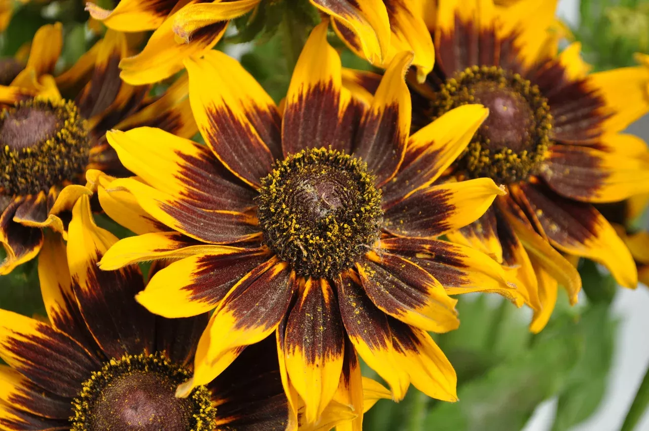 Rudbeckia Hirta 'Dakota™ Flame'