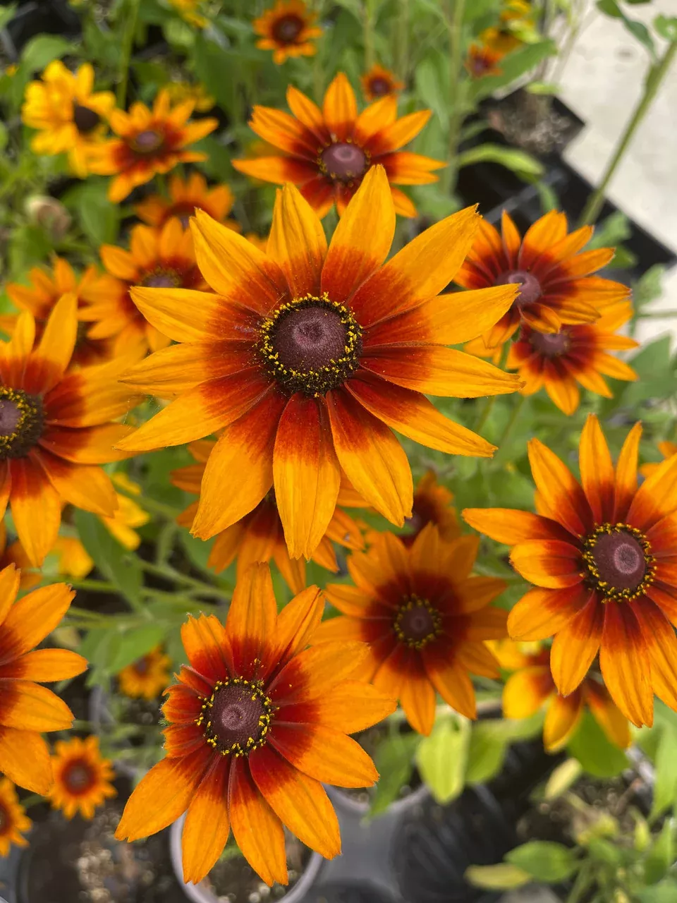 Rudbeckia hirta 'Dakota™ Red Shield'