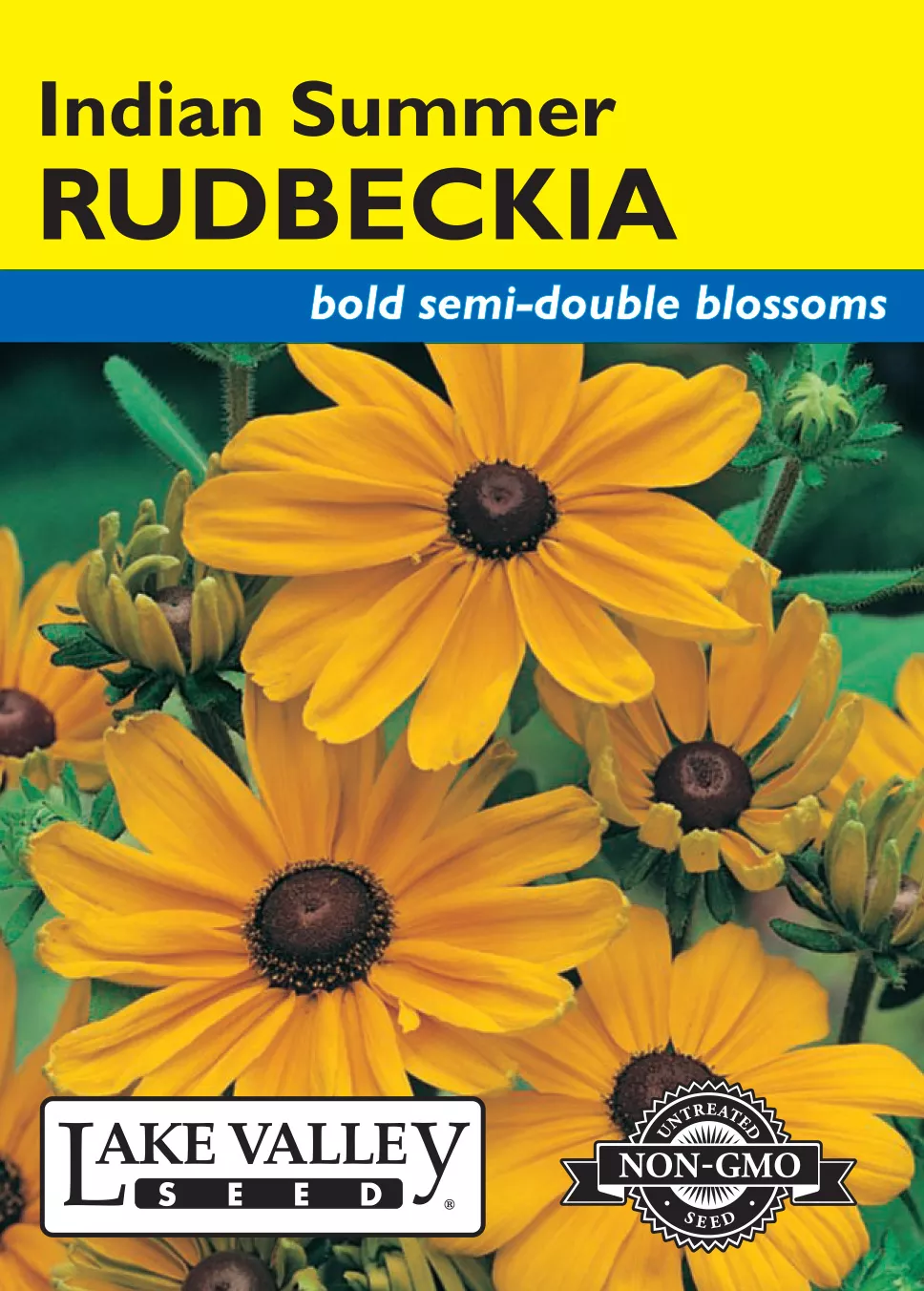 Rudbeckia Indian Summer – Item #696