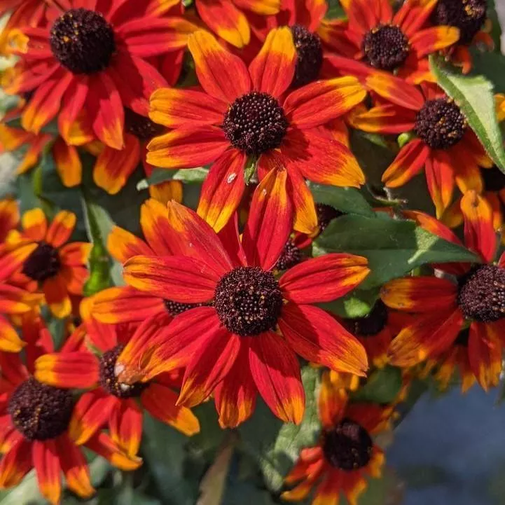 Rudbeckia triloba 'Prairie Glow'- Prairie Glow Coneflower