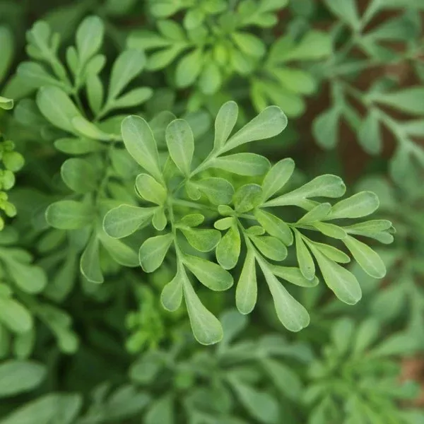 Rue (Ruta graveolens)