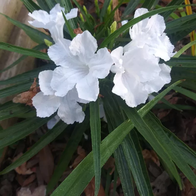 Ruellia Compacta White Plant Plug (Ruellia simplex 'Compacta White') – Dwarf White Ruellia Blooms All Season for Edges & Borders