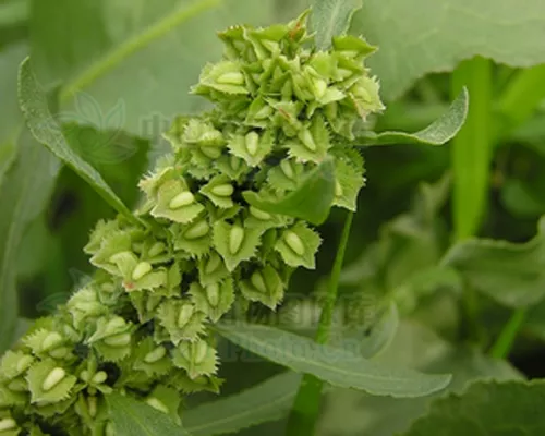 Rumex japonicus seeds
