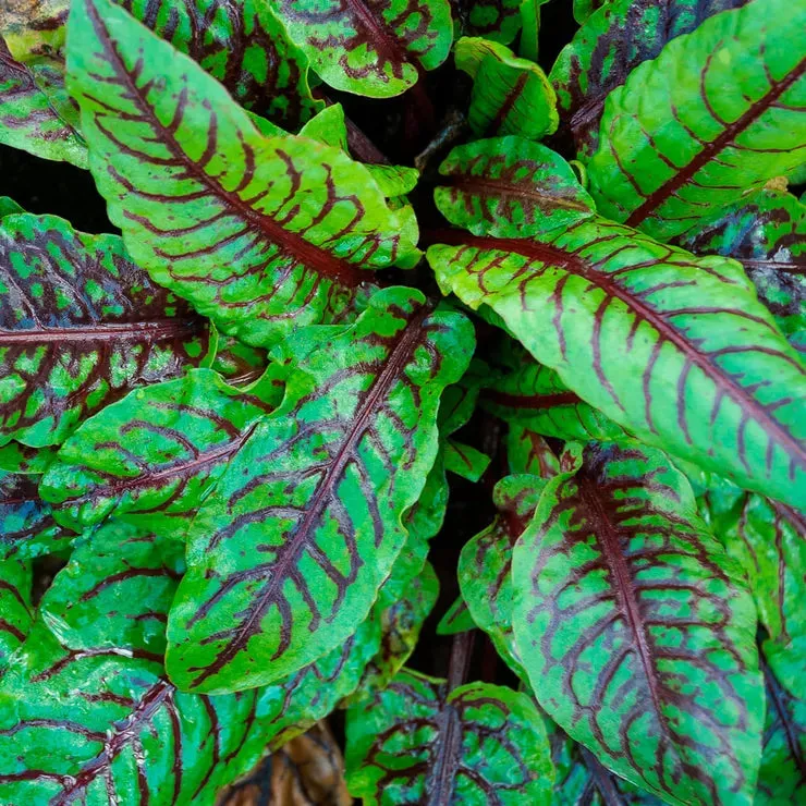 Rumex Sanguineus