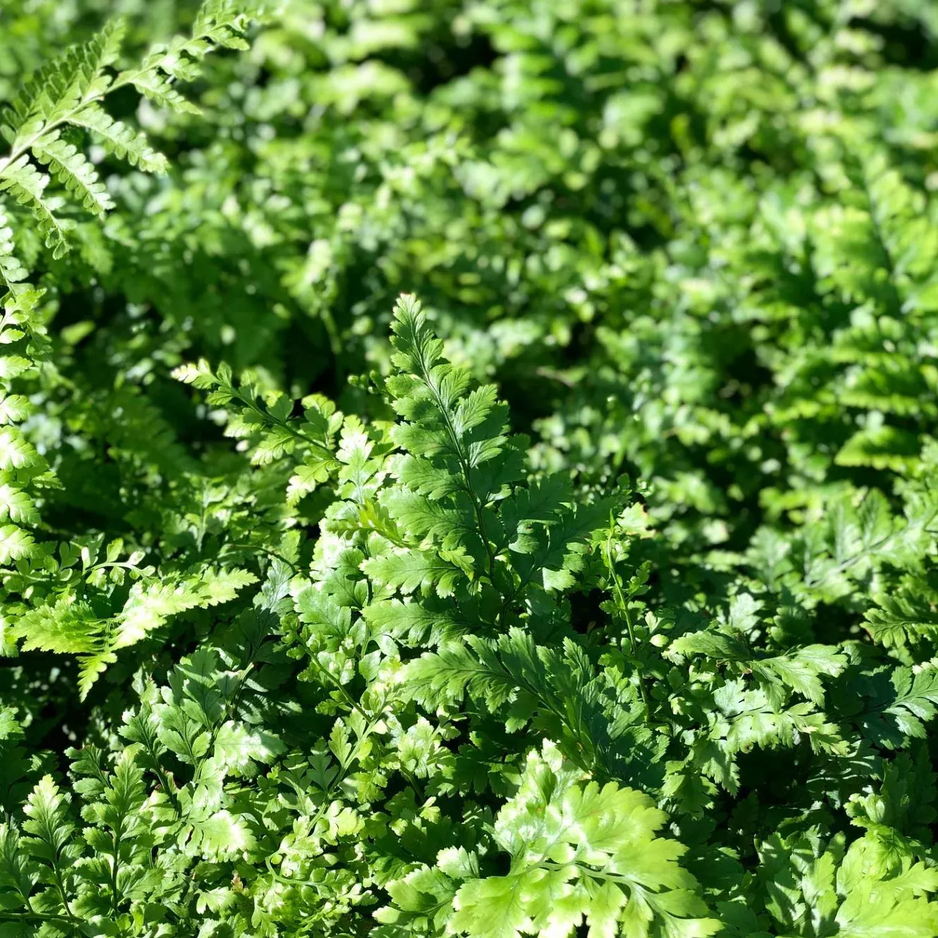 Rumohra adiantiformis 'Leatherleaf Fern'
