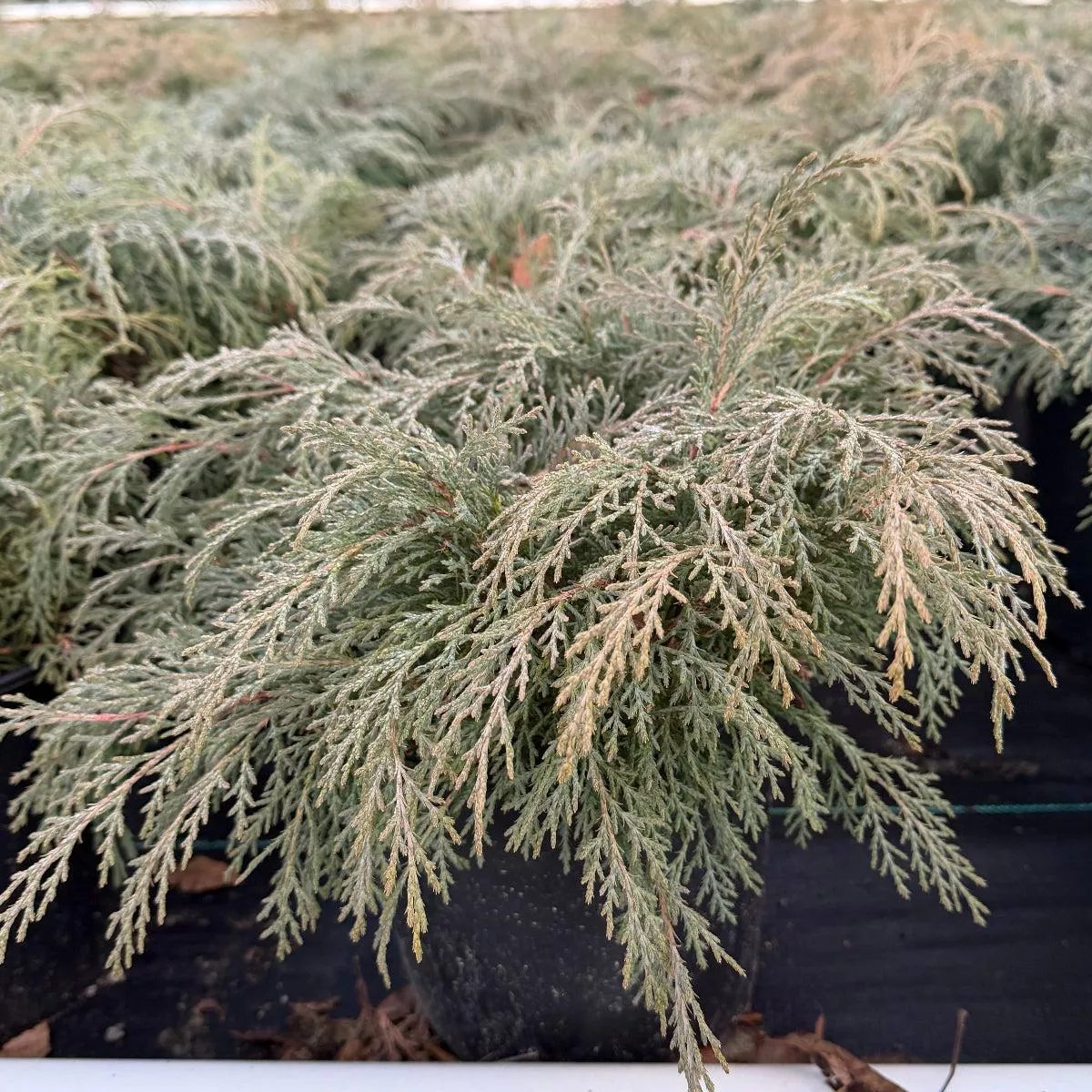 Russian Cypress