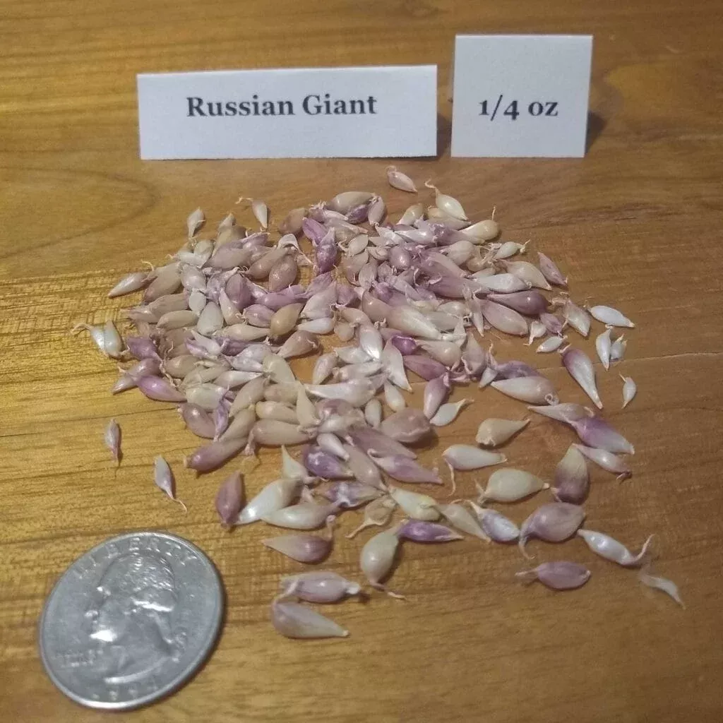 Russian Giant