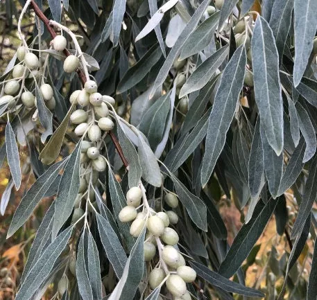 Russian Olive Seeds