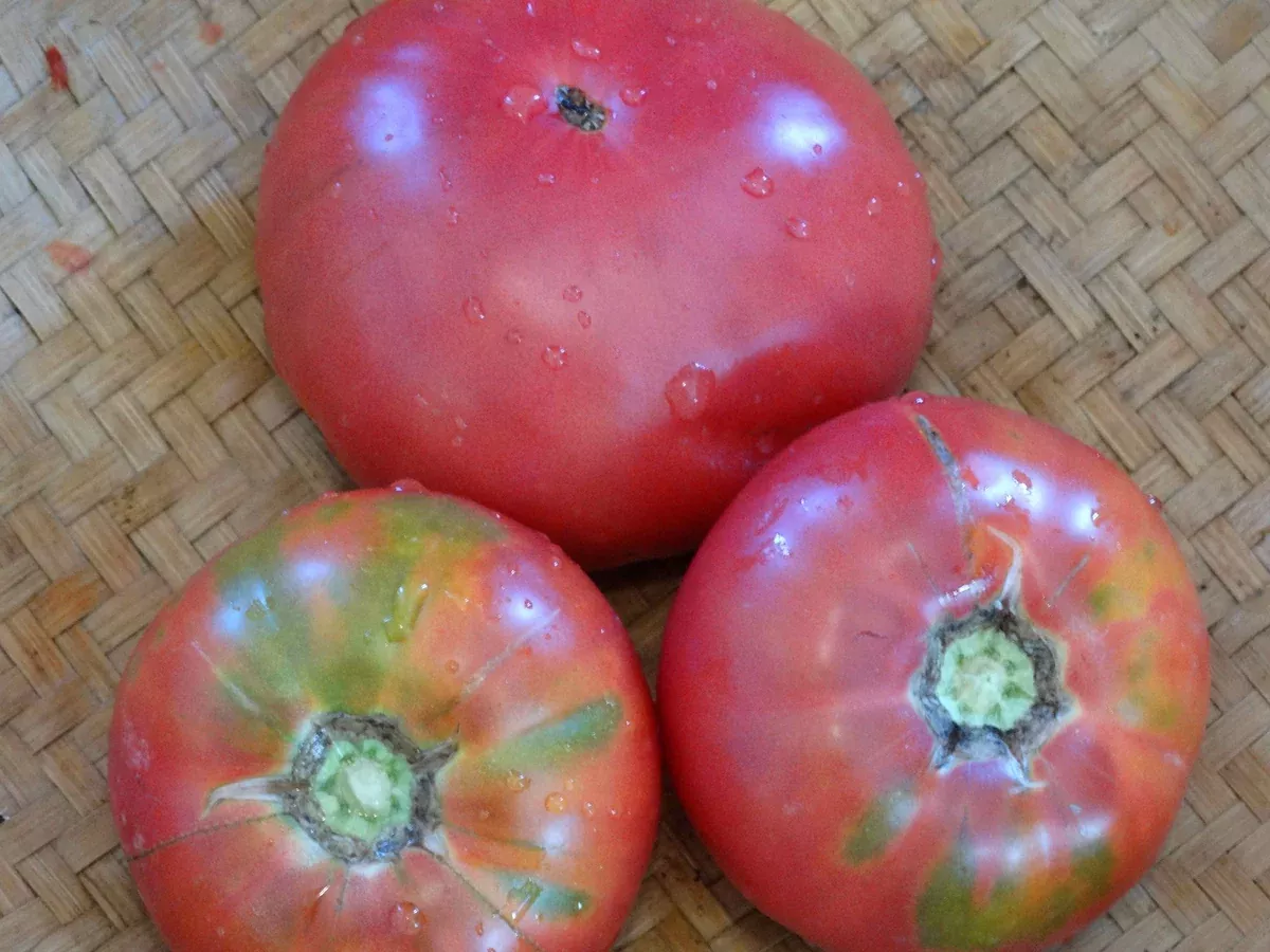 Russian Prince George Tomato