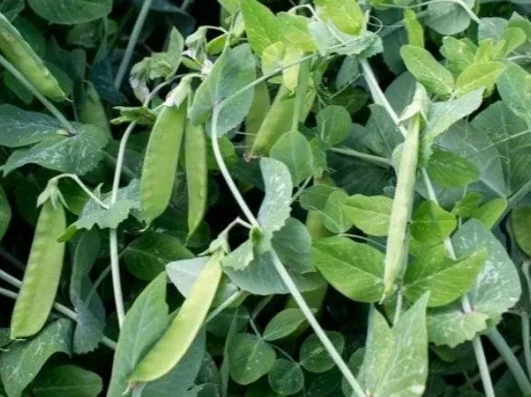 Russian Sugar Pea