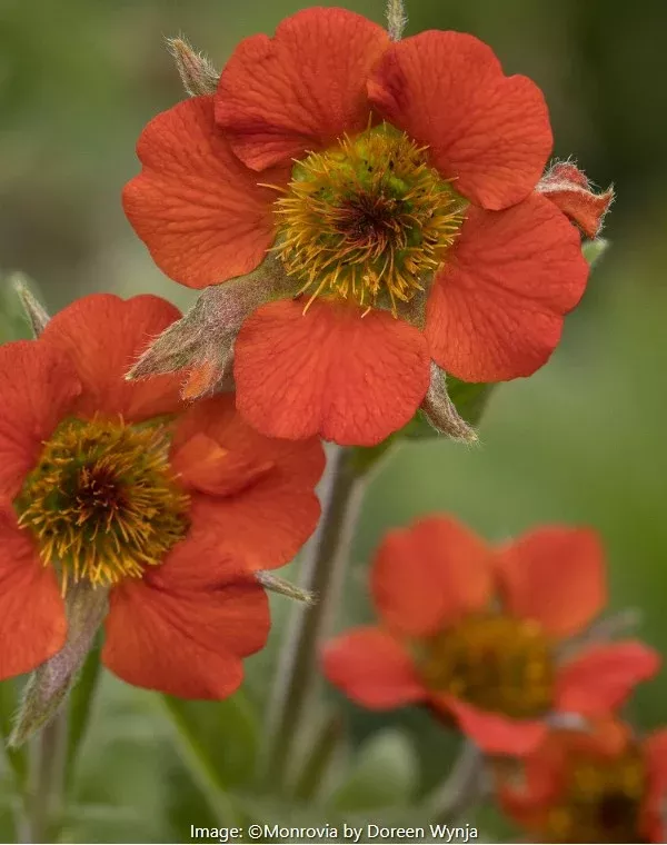 Rustico™ Orange Avens