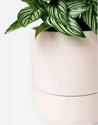 Ryan Self-Watering Pot